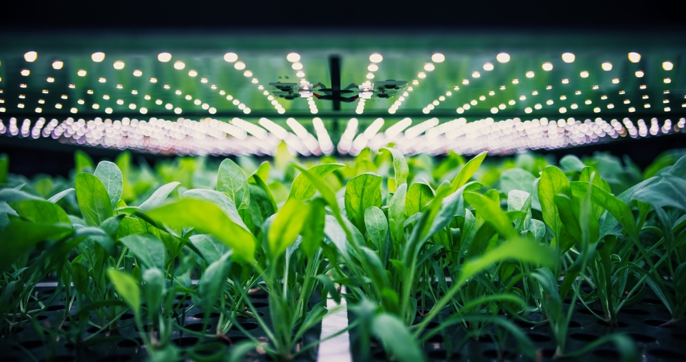 Spinach Leaves Mass Production in a Controlled Environment